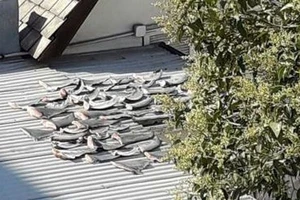 Vụ phơi vây cá mập trên mái nhà: Điều tra, xử lý theo đúng quy định nước sở tại