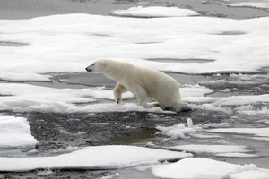Gấu Bắc Cực trên dòng băng tan. Ảnh: CMS