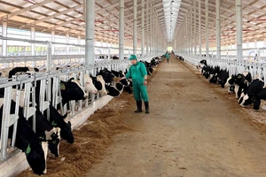 Vinamilk nhập khẩu 1.000 con bò sữa từ Mỹ cho trang trại xanh