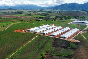 Trang trại Vinamilk Lào – Jagro tại cao nguyên Xiêng Khoảng (Lào) có tổng mức đầu tư giai đoạn một là 150 triệu USD
