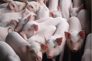 Sản lượng thịt heo vẫn chưa đạt mức đề ra trong quy hoạch chăn nuôi, nhưng đã phải tiến hành “giải cứu”