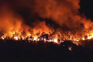 Một vụ cháy rừng ở Hà Tĩnh năm 2019