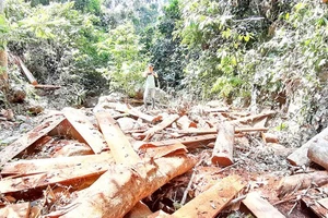 Nhiều cây gỗ lớn bị chặt hạ chuẩn bị đưa ra khỏi rừng