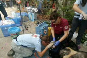 Nhân viên cứu hộ động vật kiểm tra các thông số sức khỏe của cá thể gấu