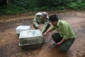  Hai cá thể tê tê vàng và mèo rừng được thả về Vườn quốc gia Cát Tiên. Ảnh: C.T