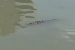 Một con cá sấu xuất hiện trên kênh ở TPHCM được người dân ghi lại trước đó không lâu 