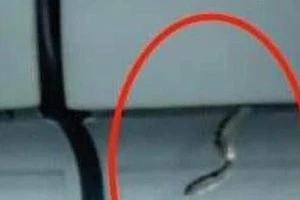 Điều tra vụ rắn xuất hiện trên máy bay tại sân bay Tân Sơn Nhất