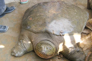 Phát hiện cá thể rùa quý hiếm chết ở Đồng Mô
