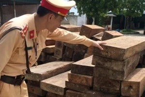 Gần 11m3 gỗ gụ lau xẻ được Trạm CSGT Quảng Xương phát hiện
