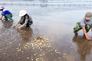 Ngao nuôi của người dân Hậu Lộc bị chết hàng loạt cuối năm 2016, đầu năm 2017