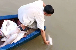 Người dân vớt cá chết trên sông Mai Giang