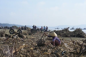 Kinh hoàng củi, rác ngập bãi biển Sầm Sơn tỉnh Thanh Hóa
