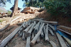Nghệ An tiến hành xử lý gần 400m³ gỗ quý người dân vớt sau mưa lũ