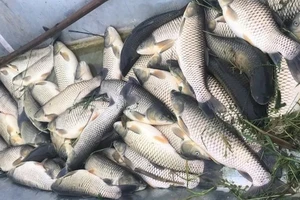 Cá chết trên sông Mã do chất lượng nước không đảm bảo
