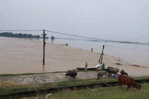 Nghệ An: 7 người chết do mưa lũ