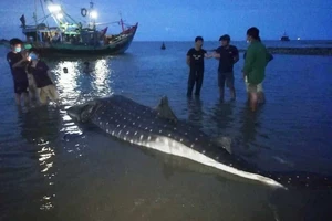 Nghệ An: Phát hiện xác cá lạ trôi dạt vào bờ biển