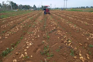 Nông dân Nghệ An trúng mùa khoai tây trắng