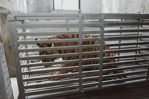 7 con hổ ở Nghệ An đến nơi ở mới 