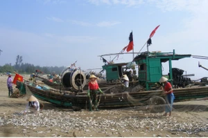 Ngư dân Thanh Hóa, Nghệ An vào mùa cá trích muộn
