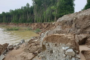 Đê sông Lam bị sạt lở nghiêm trọng