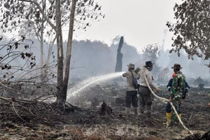 Malaysia, Indonesia: Đóng cửa hàng trăm trường vì cháy rừng
