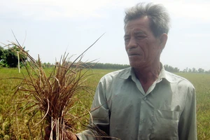 Nông dân trồng lúa ở huyện Hòn Đất - Kiên Giang bị thiệt hại do hạn mặn gây ra