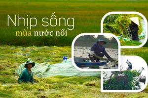 Nhịp sống mùa nước nổi