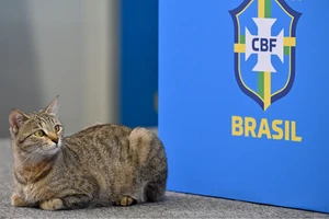 Chân dung chú mèo chen ngang buổi họp của tuyển Brazil
