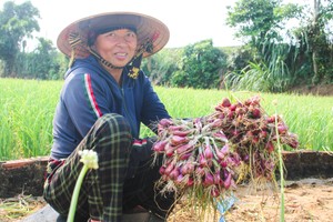 Quang Ngai farmers enter peak shallot harvest season