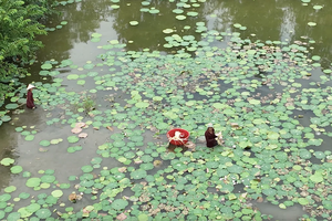 Embracing the flood, farmers grow lotus in Dong Thap Muoi