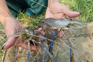Giant freshwater prawns in U Minh Thuong District of Kien Giang Province mass die off due to water shortage and high salinity (Photo: SGGP)