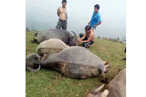 Lạng Sơn: Sét đánh chết cả đàn trâu 5 con