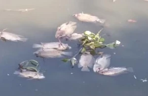 Sau các cơn mưa, cá lại chết trên kênh Nhiêu Lộc