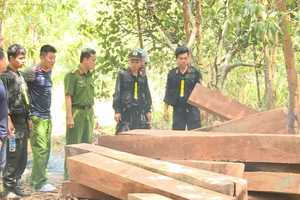 Cơ quan công an đang điều tra vụ phá rừng quy mô lớn tại Công ty lâm nghiệp Ea Kar