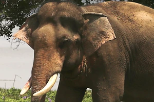 Đã khống chế được voi nhà động dục, quật nài voi tử vong