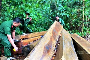 Đắk Lắk: Phát hiện nhiều vụ phá rừng quy mô lớn