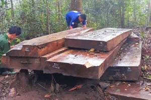 Kỷ luật cảnh cáo Hạt trưởng Hạt kiểm lâm để mất rừng