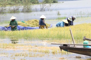 Đắk Lắk: Người dân “chạy đua” với nước lũ để cứu lúa