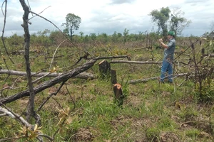 Vụ phá rừng, lấn chiếm đất rừng quy mô lớn ở Đắk Lắk: Diện tích thiệt hại gần 400ha