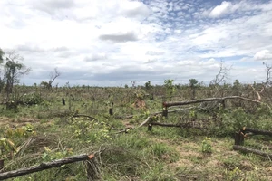 Kỷ luật cảnh cáo 2 lãnh đạo xã trong vụ để phá hơn 382 ha rừng