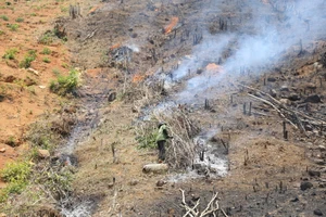 Tập trung điều tra 2 vụ phá rừng quy mô lớn ở Đắk Lắk