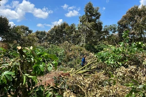 Đắk Lắk: Gió lốc làm bật gốc hàng trăm cây sầu riêng, thiệt hại gần 500 tấn