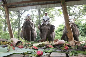 37 chú voi nhà được chiêu đãi buffet nhân Ngày Quốc tế voi 12-8