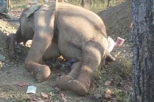 Thêm 1 cá thể voi nhà ở Đắk Lắk tử vong