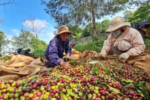 Giá cà phê ở Tây Nguyên giảm mạnh