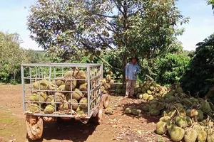 Dông lốc làm rụng hàng chục tấn sầu riêng của người dân