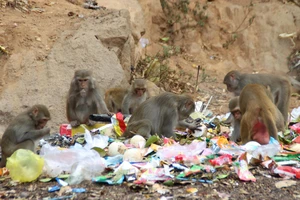 Báo động tình trạng khỉ trên bán đảo Sơn Trà thay đổi tập tính