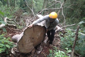 Một cây gỗ quý bị đốn hạ