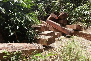 Hơn 30 khối gỗ bị phát hiện