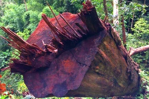 Rừng xã Đắk Long bị phá